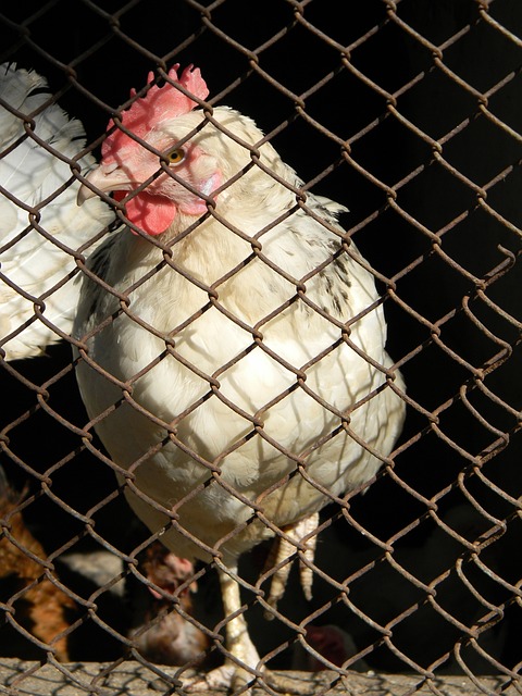 湖人vs独行侠首发：詹姆斯&东契奇大战浓眉&弗拉格